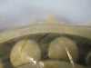 Torrington Spherical Roller Bearing 22313KVJW33