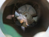 Eaton Kenway Reducer Serial 867013372.7.04.86.002 Ratio 11.57